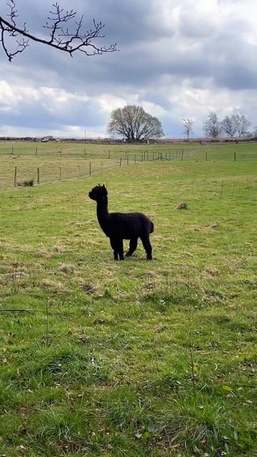 Black Alpaca #uk #england #funnyshorts #animals #nature #alpaca #park #black #альпака #животные смотреть онлайн