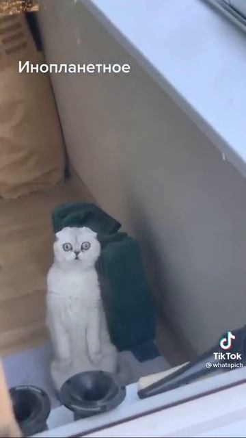 #shorts Удивлённый кот🐈😁👍 смотреть онлайн