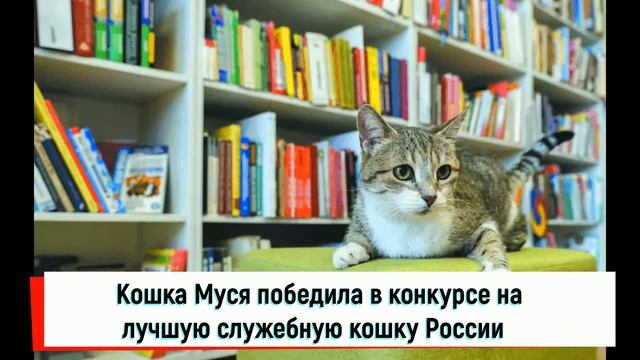 10 знаменитых кошек, которые сделали 2021 год смотреть онлайн