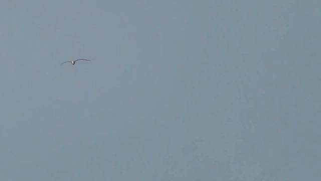 シロハラトウゾクカモメ の飛翔　Long-tailedJaeger смотреть онлайн