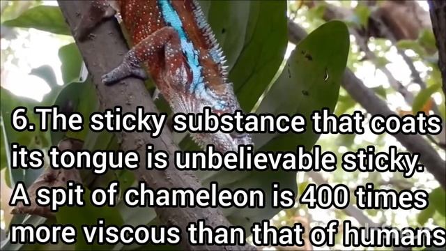 10 Interesting facts about Chameleons. смотреть онлайн