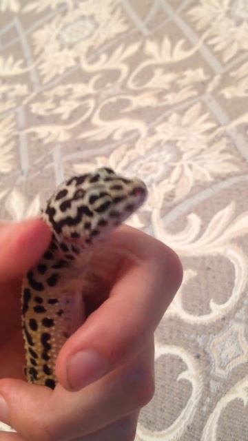 геккон Эублефар на руке смотреть онлайн