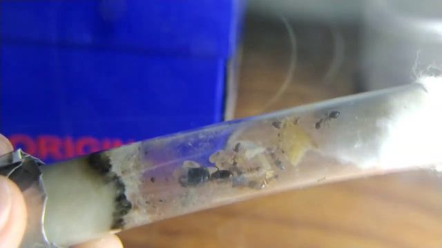 Ant Update || Ants Southeast Asia смотреть онлайн