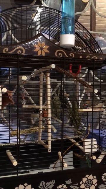 Зебровая амадина качается на качелях и поёт песни смотреть онлайн