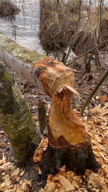 Бобёр валит деревья🦫🌳🪵 смотреть онлайн