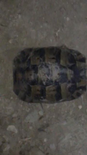 Ещё гигантские чем та черепаха . Гигантская черепаха. смотреть онлайн