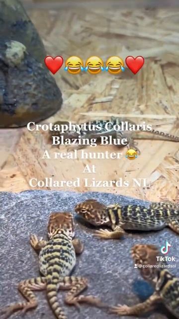 Crotaphytus c. Blazing Blue baby’s hunting 😂AT Collared Lizards NL смотреть онлайн