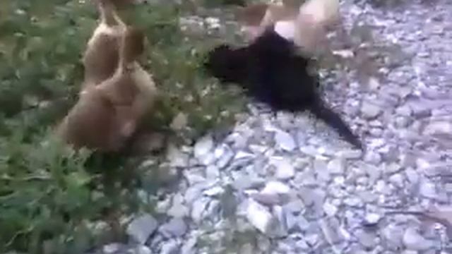 Кот и Утка смотреть онлайн