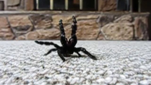 Jake's Lampropelma Nigerrimum strike смотреть онлайн