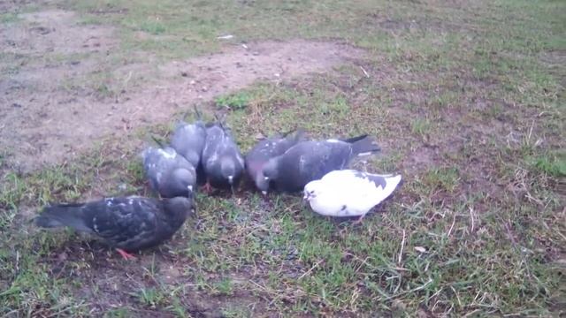 Накануне Конца Света: Мрамор и семечки. Будут ли ещё видео? смотреть онлайн
