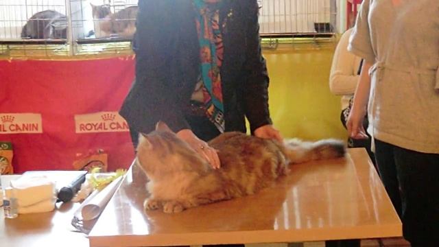 Оникс Глория Ольхон оф Таурус смотреть онлайн