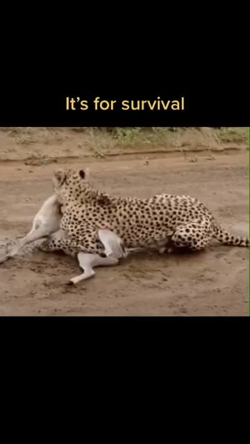 The sound of deer when attacked by leopards смотреть онлайн