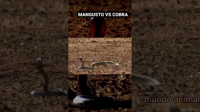 #animallife #animal #animaisselvagens #vidaselvagem #animais #serpente #cobra #repteis #mangusto смотреть онлайн