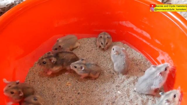 How a hamster escaped from the sand bath clambering up my hand [Как хомячок сбежал из песочной ванн смотреть онлайн