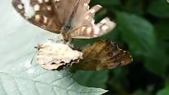 Paring van Bont zandoogje ( Pararge aegeria ). смотреть онлайн