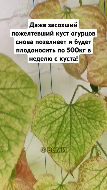 Даже засохший пожелтевший куст огурцов снова позелнеет и будет плодоносить по 500кг в неделю с куст смотреть онлайн