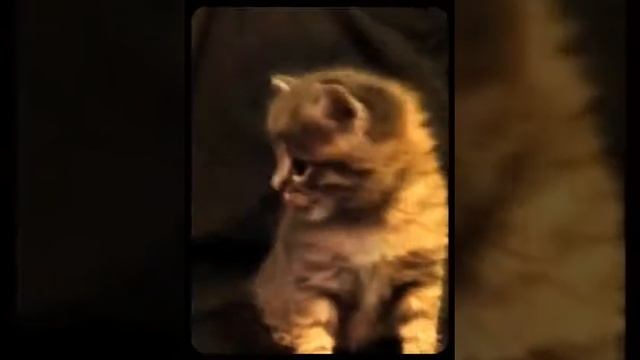 котенок ищет маму) смотреть онлайн