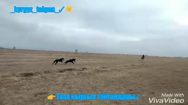 Кыргыз тайгандары смотреть онлайн