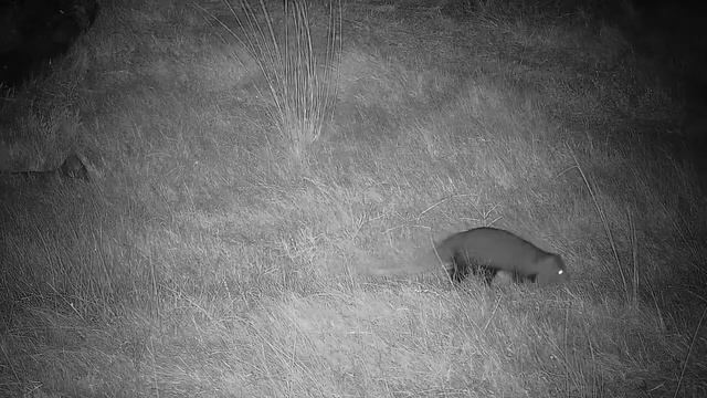 Djuma: White-tailed Mongoose - 00:37 - 03/11/2022 смотреть онлайн