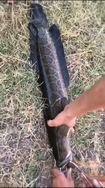 Поймали змейголову кг 4🎣🔥 смотреть онлайн