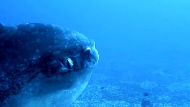Mola the bullet shape Sunfish Swimming Close UP! смотреть онлайн
