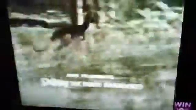 Skippy, The Bush Kangaroo