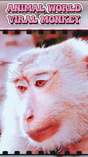 The Life of Monkeys Episode 12 #shorts | Viral Monkey смотреть онлайн