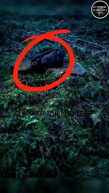 El misterioso caso de Lisanne Froon y Kris kremers #shorts #viral #misterio #mistery смотреть онлайн