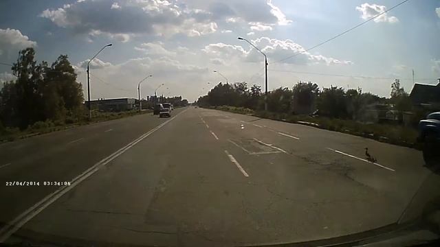 Dukcs on the road) Утята на дороге) смотреть онлайн
