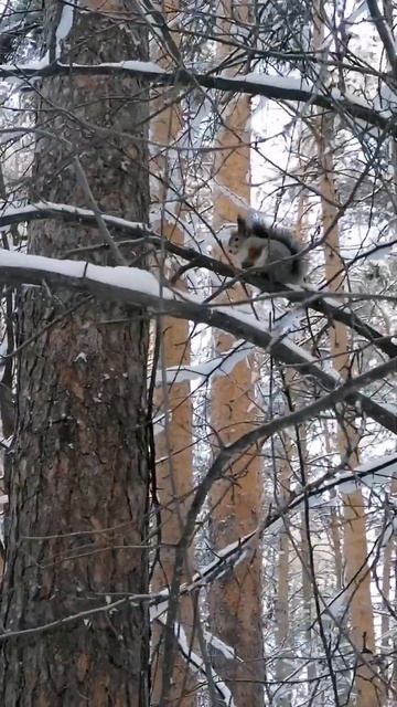 Взгляд белки. смотреть онлайн