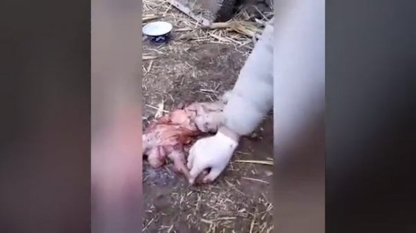 Аборт у коз. 😱// Abortion in goats