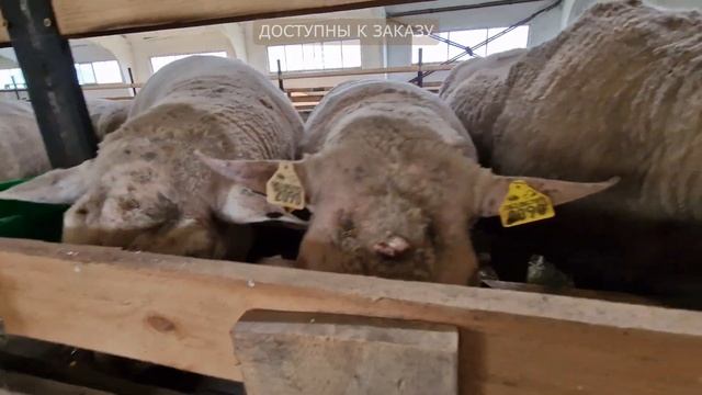 Где купить Овец и баранов из Европы в России? Овцы для разведения! Домашние овцы | Эльстадо