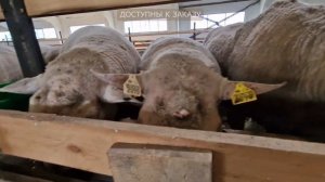 Где купить Овец и баранов из Европы в России? Овцы для разведения! Домашние овцы | Эльстадо