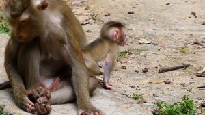 Omgg!... Help newborn baby Monkey l Mom Train.. Catch.. Nice Clip Video Monkey l Lovely Monkey