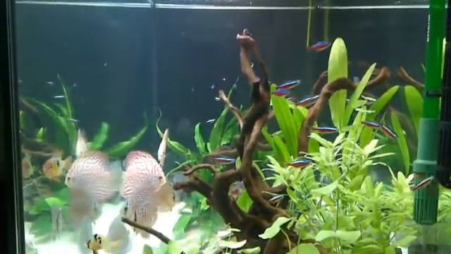 discus evasion 375lt new discus смотреть онлайн