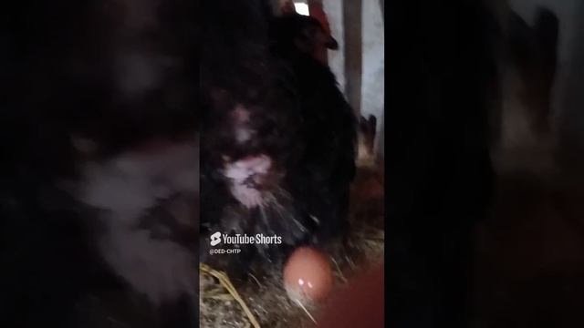 КАК КУРИЦА СНОСИТ ЧИСТОЕ ЯЙЦО!!! смотреть онлайн