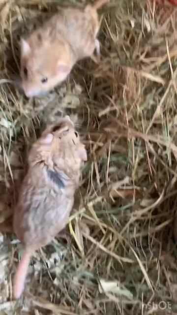 Жирнохвостая песчанка#Pachyuromys duprasi#gerbil#funny mouse#breader смотреть онлайн