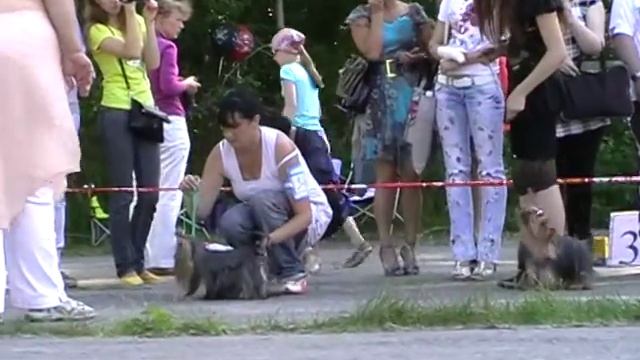 Кобели, класс открытый, 94 смотреть онлайн