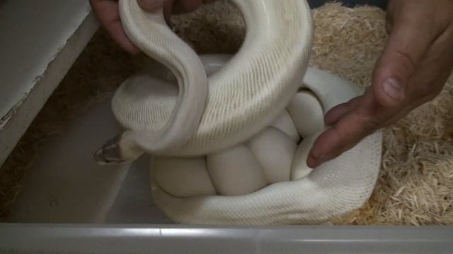 White Snake VIDEO!!! смотреть онлайн