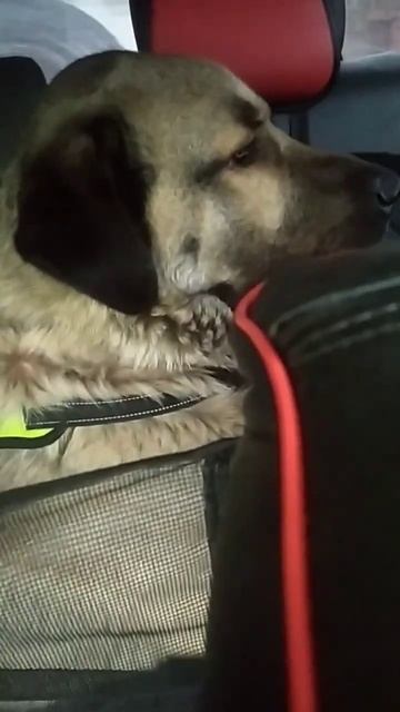 Kangal едет на первую тренировку смотреть онлайн