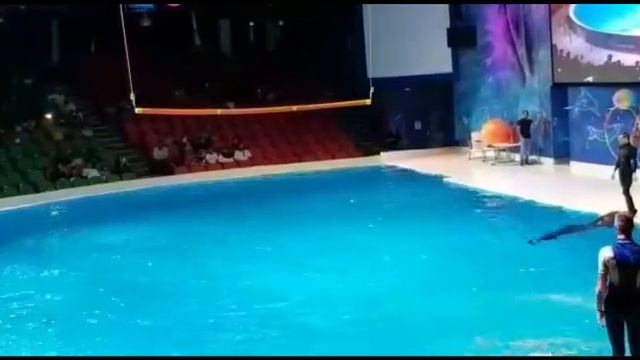 Dubai dolphin show смотреть онлайн