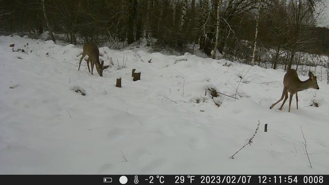 косули смотреть онлайн