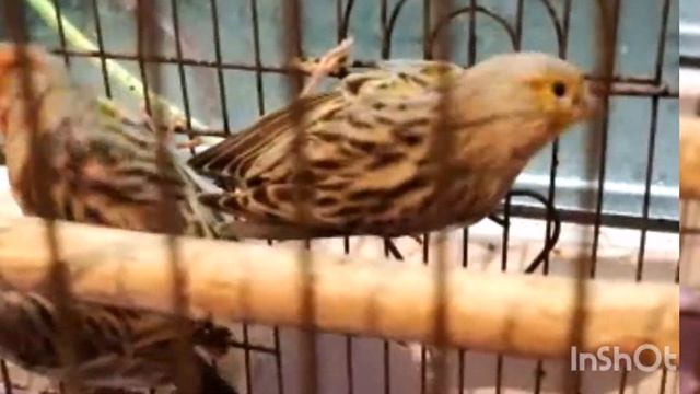 кува щегол смотреть онлайн
