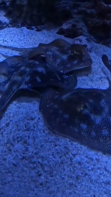 Sea Life aquarium stingrays #stingrays #sealifeaquarium #aquarium смотреть онлайн