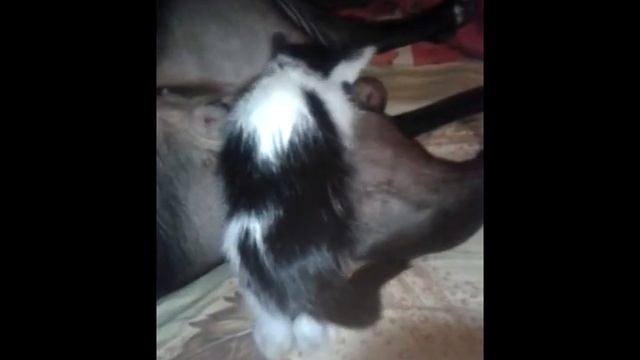 Кормящий папа 2 смотреть онлайн