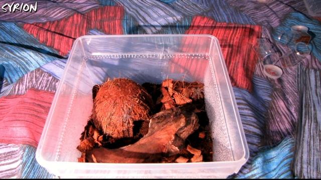 Poradnik #2: grupówka - omówienie wad i zalet, na przykładzie 7 sztuk Poecilotheria regalis L1 смотреть онлайн