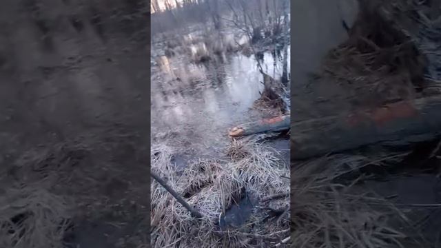 охота на бобра. (часть 1) смотреть онлайн