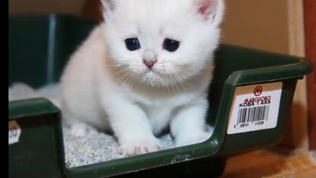 Про котов и моего кота смотреть онлайн