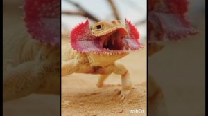 УШАСТАЯ КРУГЛОГОЛОВКА - пустынный хакер с лыжами на пальцах