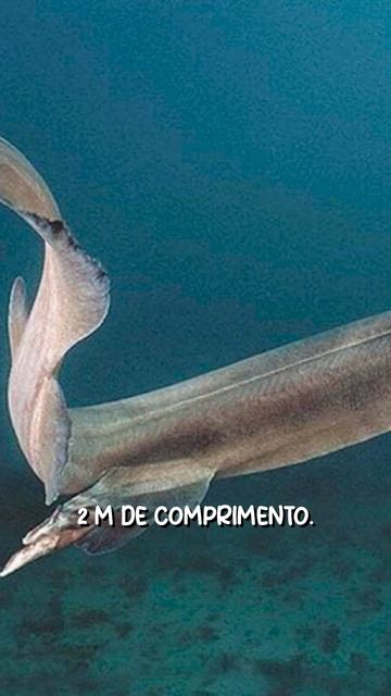 Top 5 Tubarões Mais Feios (ou bizarros) DO MUNDO #biologia смотреть онлайн